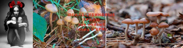гашик Зеленокумск